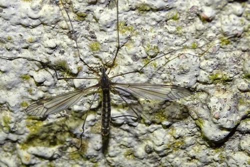 Réf. 181 626 : Tipula sp.